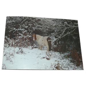 Christmas Card (Balmer Lawn, Brockenhurst, winter 2010)