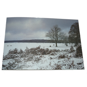 Christmas Card (Balmer Lawn, Brockenhurst, winter 2010)