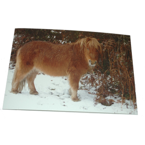 Christmas Card (Balmer Lawn, Brockenhurst, winter 2010)