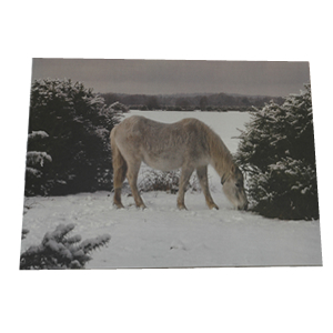 Christmas Card (Butts Lawn, Brockenhurst, winter 2010)