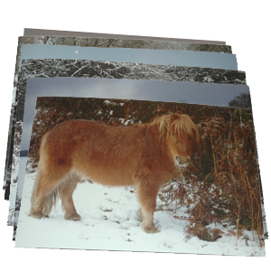 Pack of 6 Christmas Cards (Balmer Lawn and Butts Lawn, Brockenhurst, winter 2010)